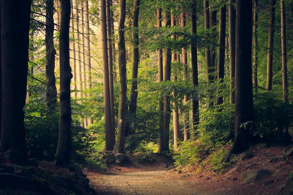 Rayos de sol entre los árboles de un bosque